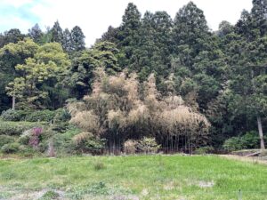 竹林整備×子どもの遊び場づくりプロジェクト