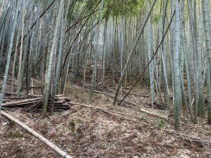 竹林整備×子どもの遊び場づくりプロジェクト