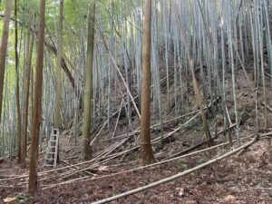 竹林整備×子どもの遊び場づくりプロジェクト
